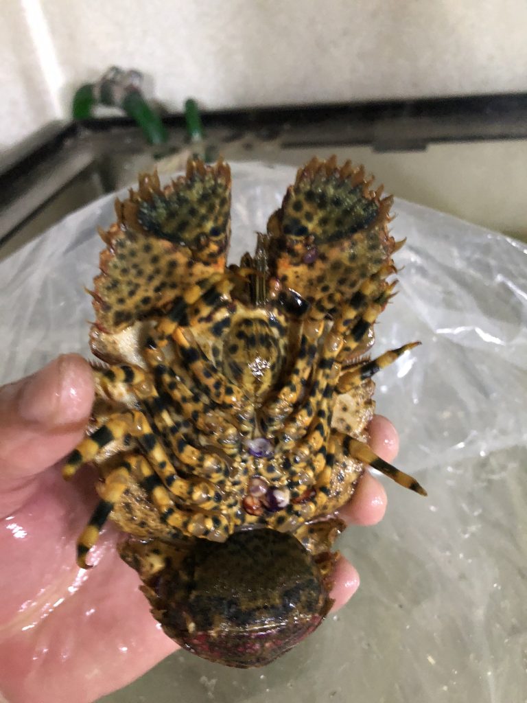 今日は伊勢海老が入りました🦐