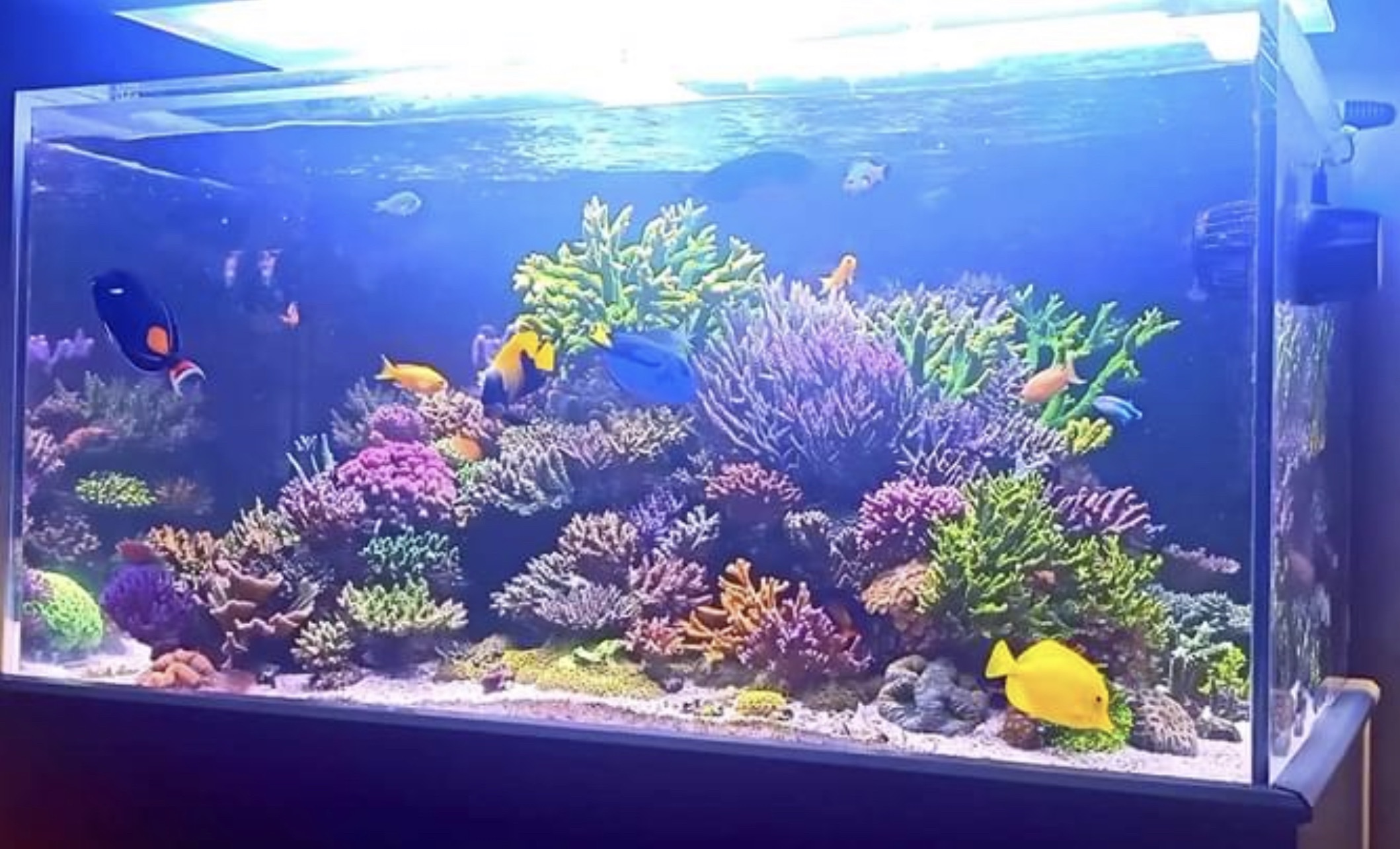 珊瑚水槽メンテナンス