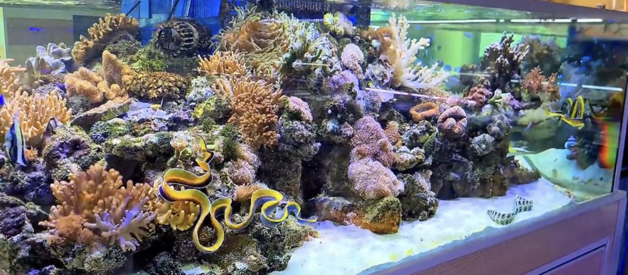 アクアリウムレンタル福岡