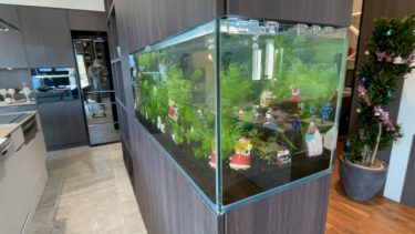 長崎県内淡水水槽