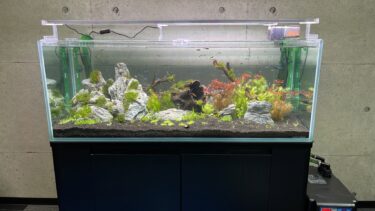 北九州市松栄工業さん1200淡水熱帯魚