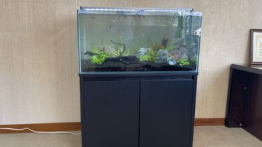 佐賀トヨタ自動車株式会社さん本社に淡水熱帯魚水槽を導入