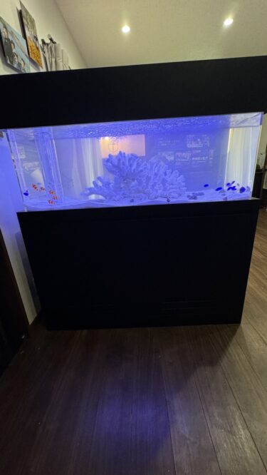 行橋市内アクアリウム🐟