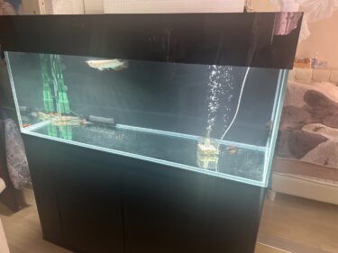 福岡市内大型魚水槽