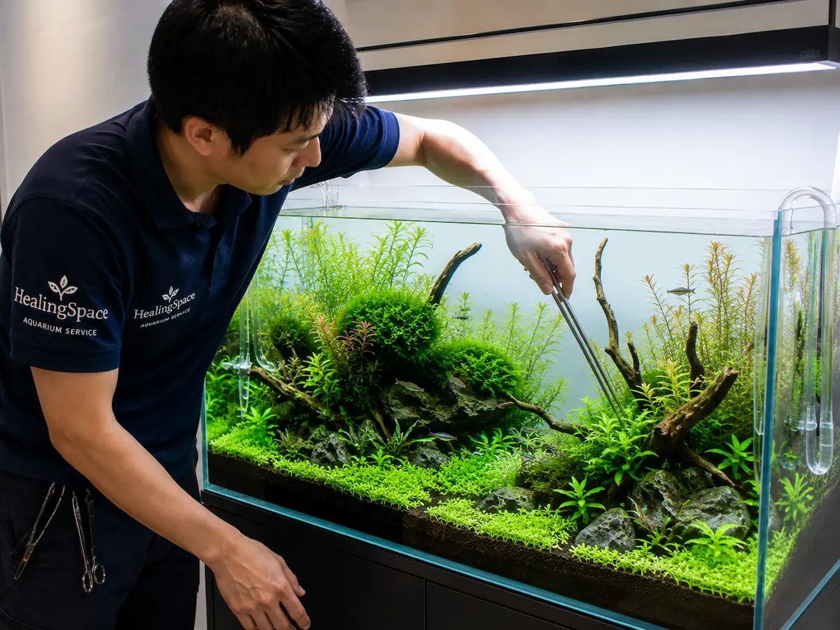 水草水槽のトリミング作業を行う水槽メンテナンス業者